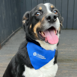 Image: Children in Crossfire Dog Bandana